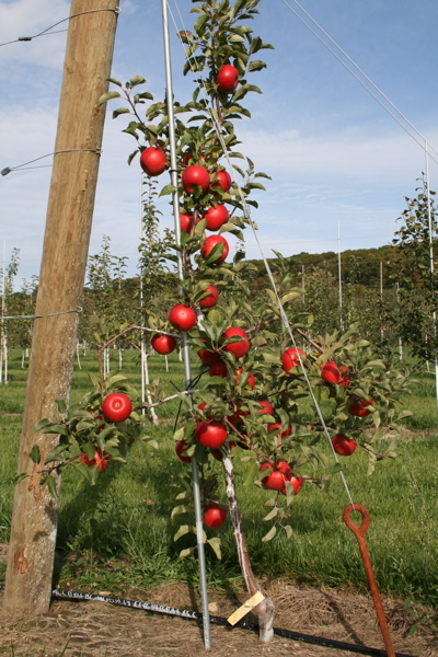 topaz apple