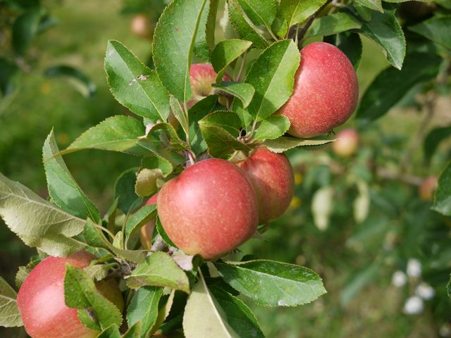 Rajka apple
