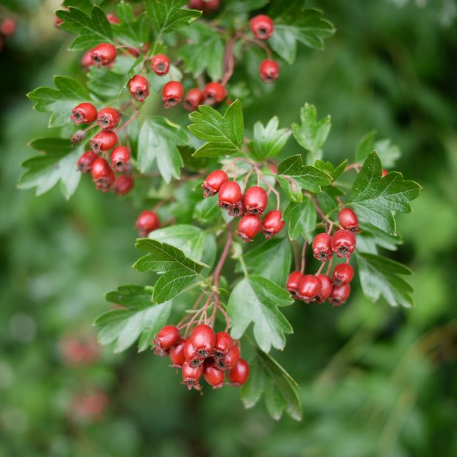 hawthorn