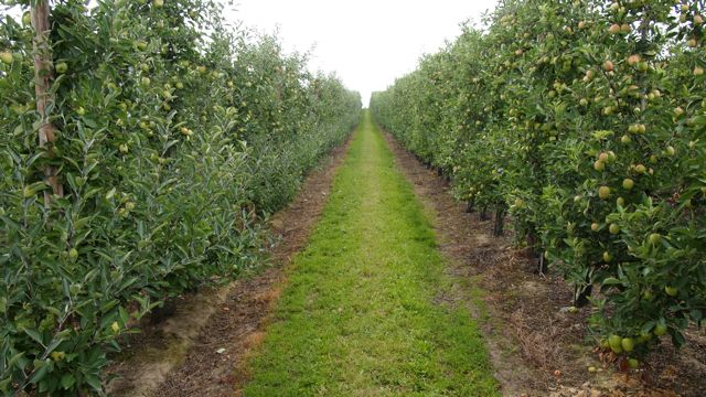 braeburn-fruitingwall