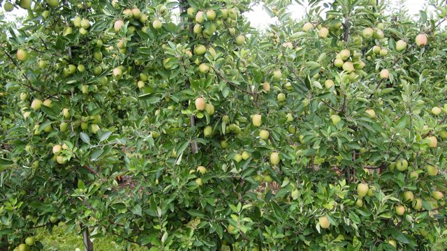 braeburn-fruitingwall