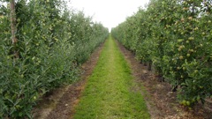 braeburn-fruitingwall