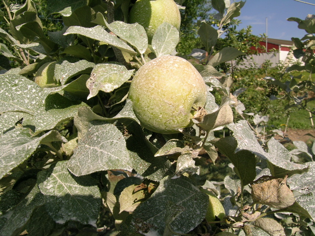 Surround on Honeycrisp