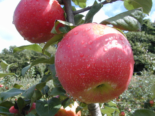 Massachusetts Honeycrisp