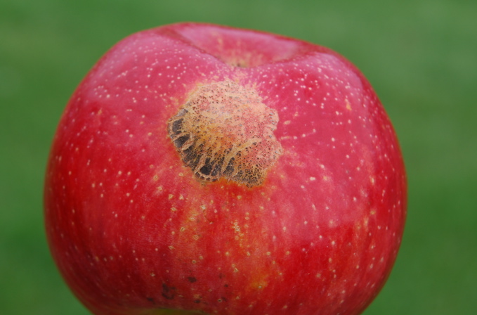 Massachusetts Honeycrisp