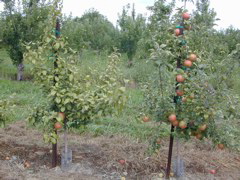 Honeycrisp yellows