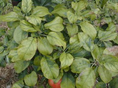 Honeycrisp yellows