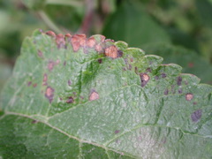 Black rot-leaf spot