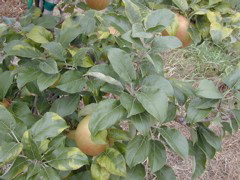 Honeycrisp yellows