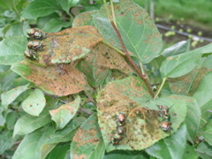 Japanese beetles on foliage