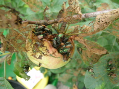 Japanese beetles on fruit