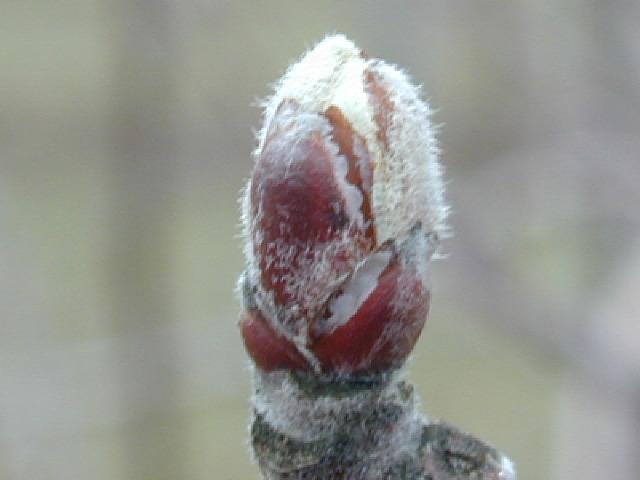McIntosh-Silver tip