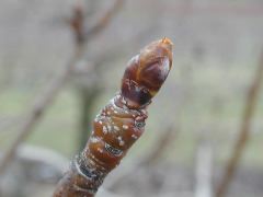 Pear-Swollen Bud