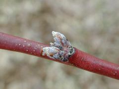 Peach-Swollen bud