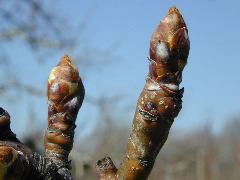 Pear-Swollen Bud