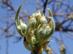 Pear-bud burst