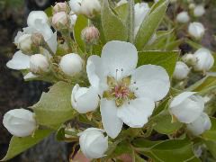 Pear-first bloom