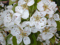 Pear-Bloom+