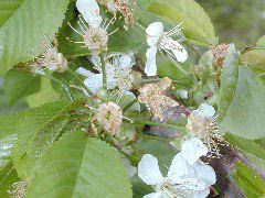 Sweet Cherry-Petal fall