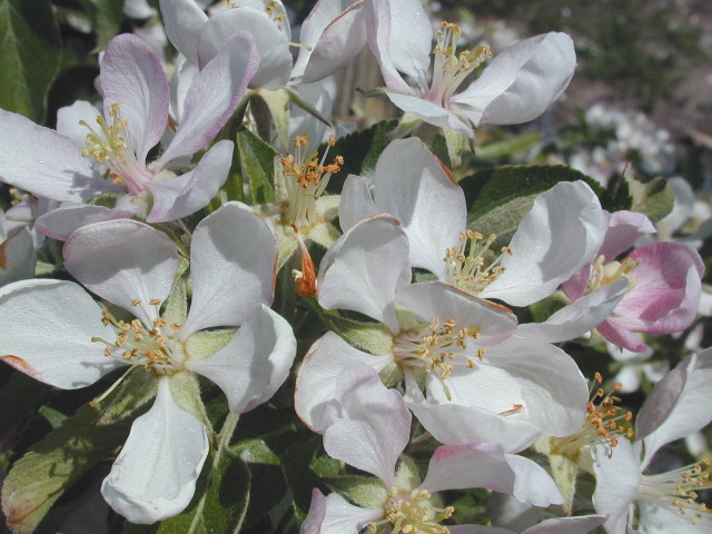 Gala-Full bloom +