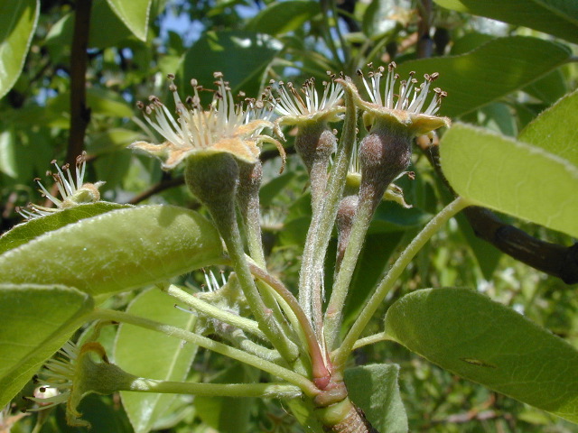 Pear-Fruit set