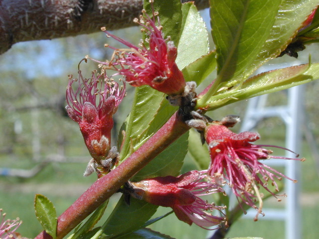 Peach-Fruit set