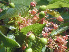 Sweet cherry-Fruit set