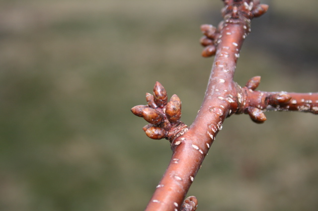 Cavalier sweet cherry -- dormant