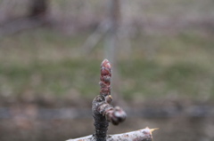 Honeycrisp apple -- dormant