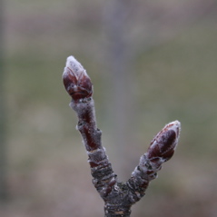 McIntosh apple - silver tip