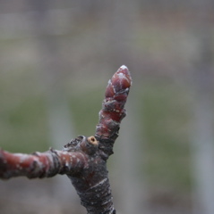 Honeycrisp apple - dormant