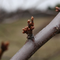 Shiro plum - early swollen bud