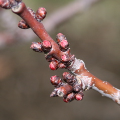 Apricot - swollen bud