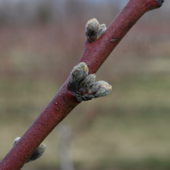 PF-14 Jersey peach - swollen bud