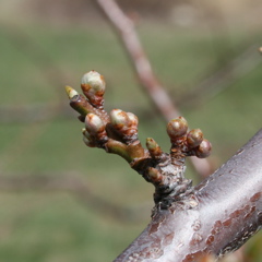 Shiro plum - swollen bud