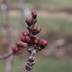 Apricot - swollen bud+