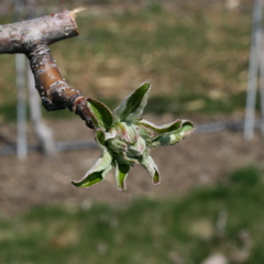 Honeycrisp apple - early tight cluster