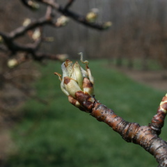 Bartlett pear - bud burst