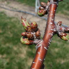 Cavalier sweet cherry - early bud burst