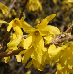 Forsythia - bloom