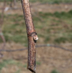 Chardonel grape