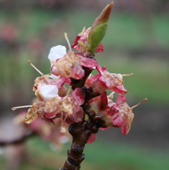 Apricot - petal fall