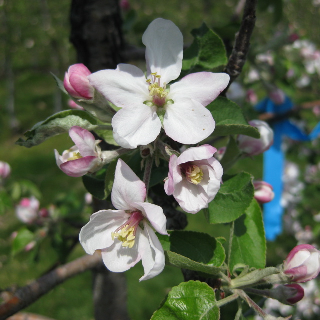 McIntosh apple - king bloom+