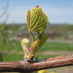 Frontenac grape