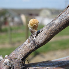 Chardonel grape