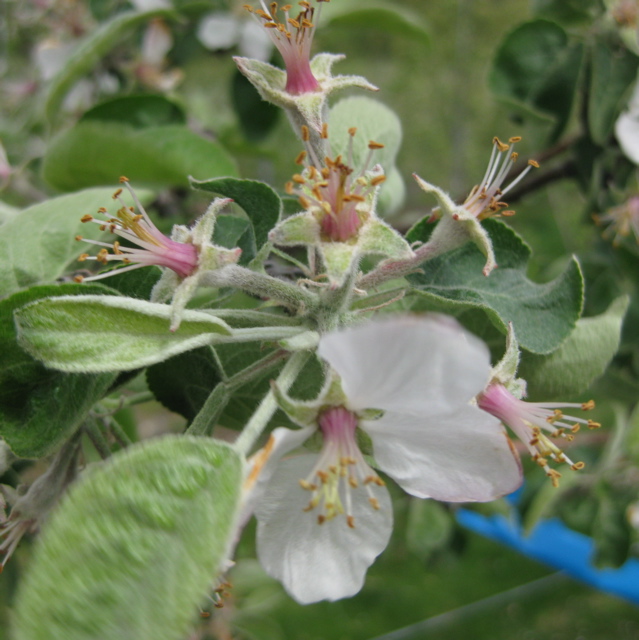 McIntosh apple -- early petal fall