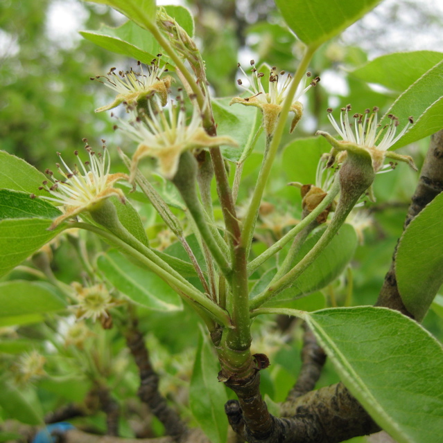 Bartlett pear -- petal fall