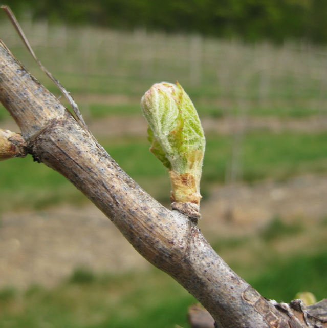 Chardonel grape