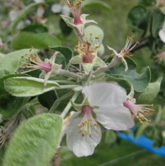 McIntosh apple -- early petal fall