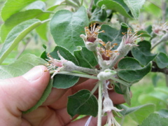 3-3 (20-May)